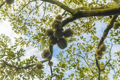 Many durians on the tree Stock Photos
