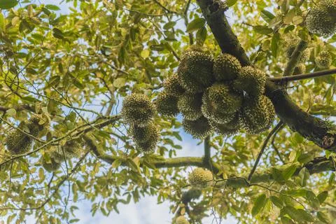 Many durians on the tree Stock Photos