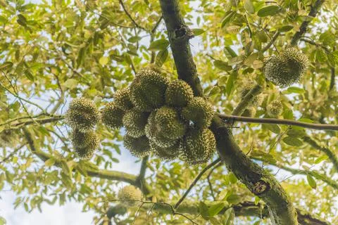 Many durians on the tree Stock Photos