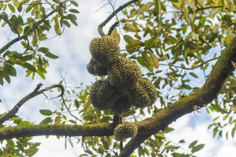 Many durians on the tree Stock Photos