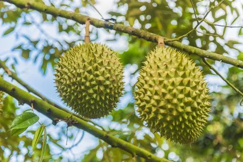 Many durians on the tree Stock Photos