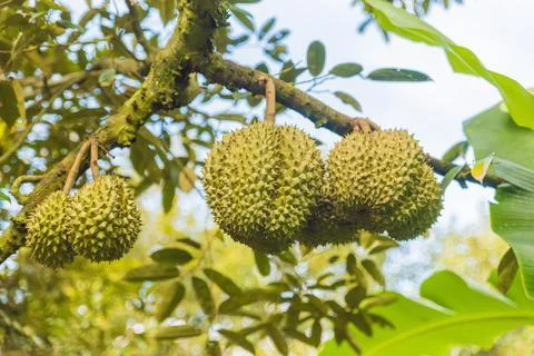 Many durians on the tree Stock Photos