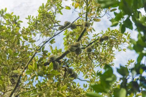 Many durians on the tree Stock Photos