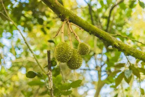 Many durians on the tree Stock Photos