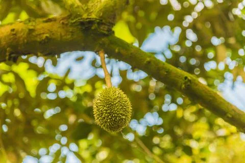 Many durians on the tree Stock Photos
