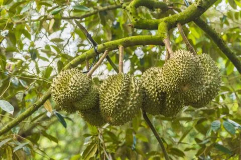 Many durians on the tree Stock Photos