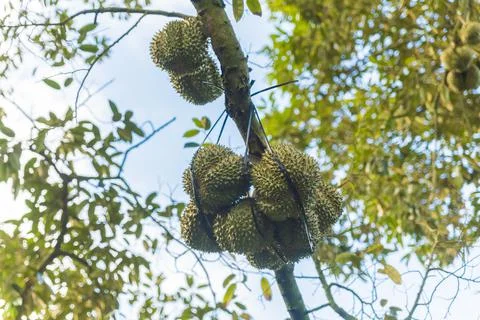 Many durians on the tree Stock Photos