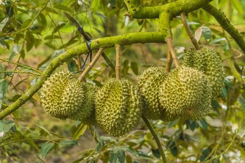 Many durians on the tree Stock Photos