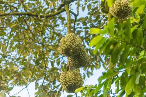 Many durians on the tree Stock Photos