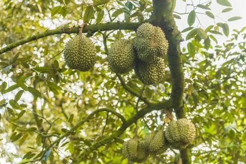 Many durians on the tree Stock Photos
