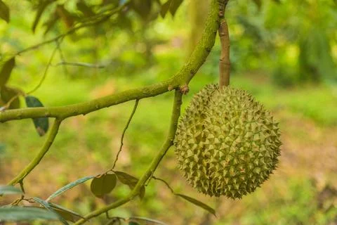 Many durians on the tree Stock Photos
