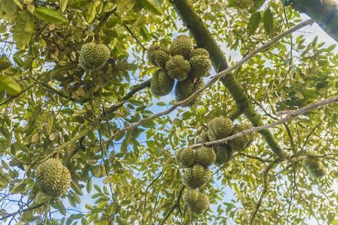 Many durians on the tree Stock Photos