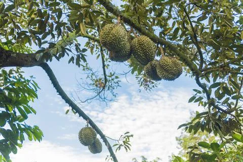 Many durians on the tree Stock Photos