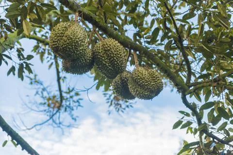 Many durians on the tree Stock Photos