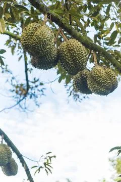 Many durians on the tree Stock Photos