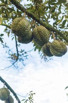 Many durians on the tree Stock Photos