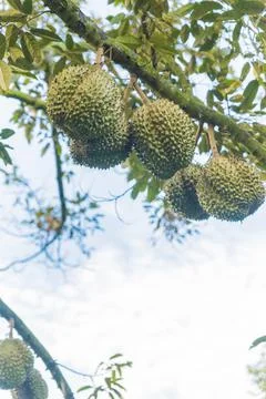 Many durians on the tree Stock Photos