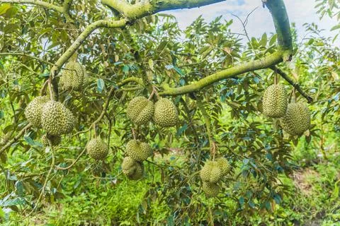 Many durians on the tree Stock Photos