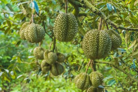 Many durians on the tree Stock Photos