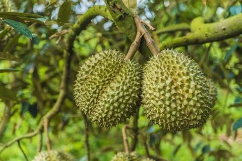 Many durians on the tree Stock Photos