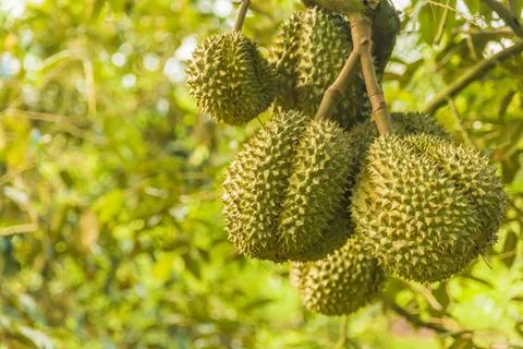 Many durians on the tree Stock Photos