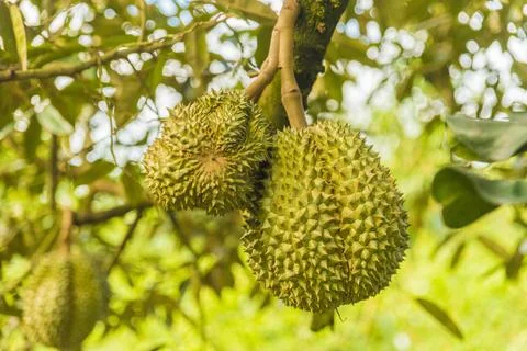 Many durians on the tree Stock Photos