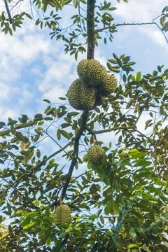 Many durians on the tree Stock Photos