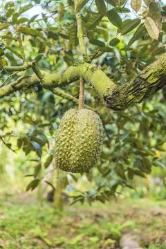 Many durians on the tree Stock Photos