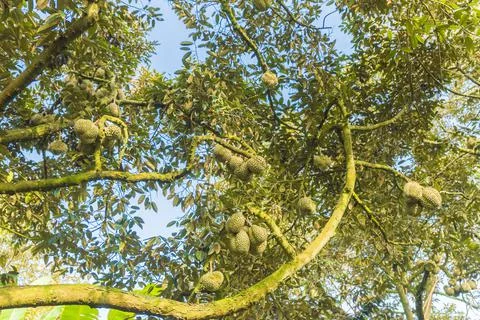 Many durians on the tree Stock Photos