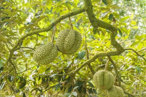 Many durians on the tree Stock Photos