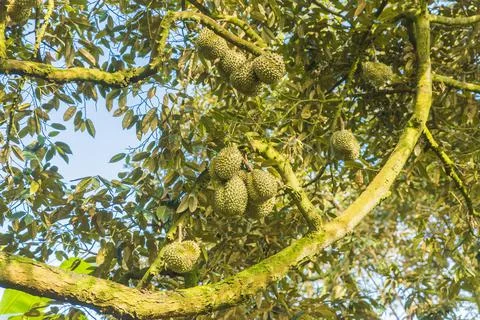 Many durians on the tree Stock Photos