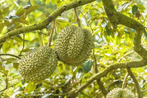 Many durians on the tree Stock Photos