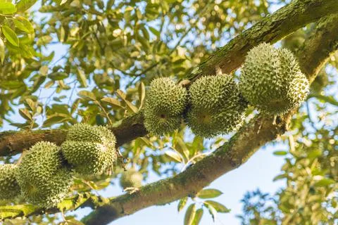 Many durians on the tree Stock Photos