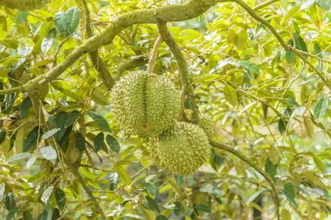 Many durians on the tree Stock Photos