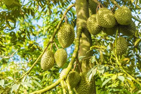 Many durians on the tree Stock Photos