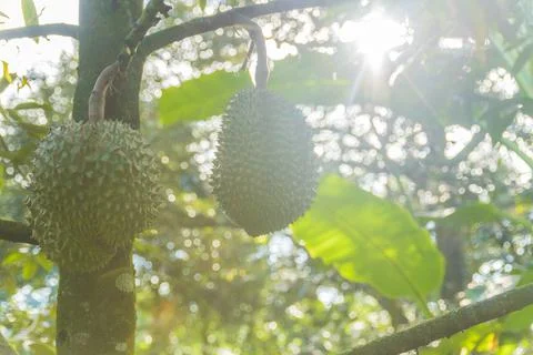 Many durians on the tree Stock Photos