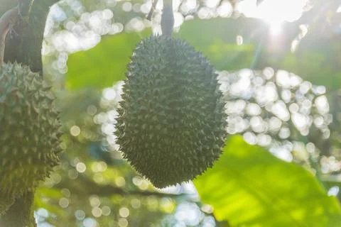 Many durians on the tree Stock Photos