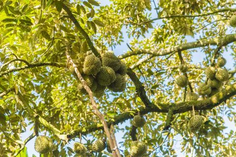 Many durians on the tree Stock Photos