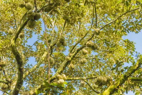 Many durians on the tree Stock Photos