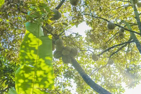 Many durians on the tree Stock Photos