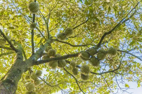 Many durians on the tree Stock Photos