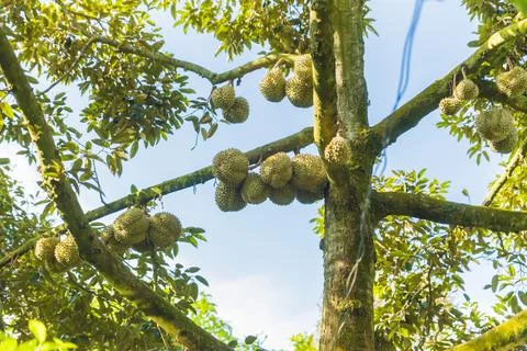 Many durians on the tree Stock Photos