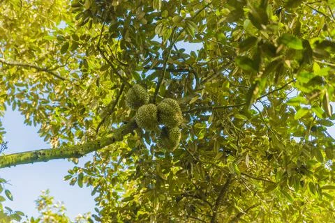 Many durians on the tree Stock Photos