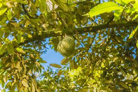 Many durians on the tree Stock Photos