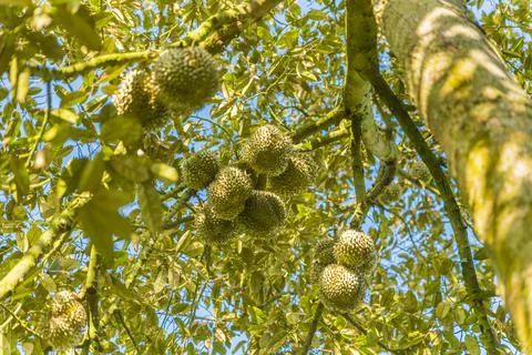 Many durians on the tree Stock Photos