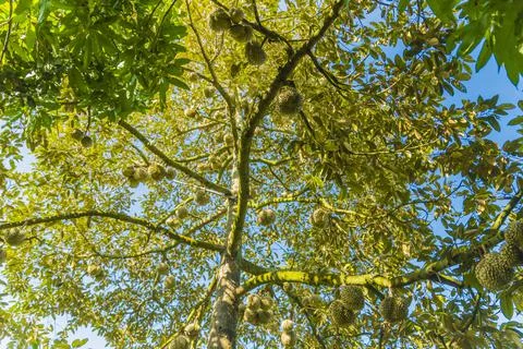 Many durians on the tree Stock Photos