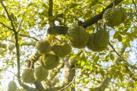 Many durians on the tree Stock Photos