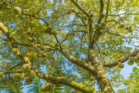 Many durians on the tree Stock Photos