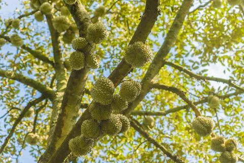 Many durians on the tree Stock Photos