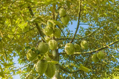 Many durians on the tree Stock Photos